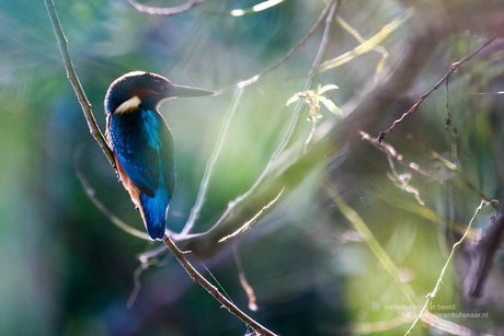 Najaarslicht speelt met ijsvogel