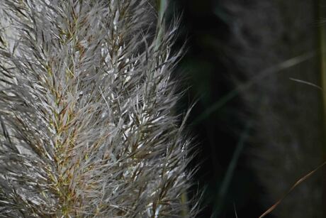 Pampasgras_2