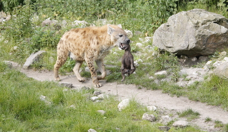 hup, veilig weer terug.