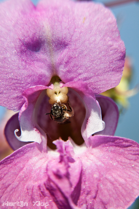 Smullen van de nectar