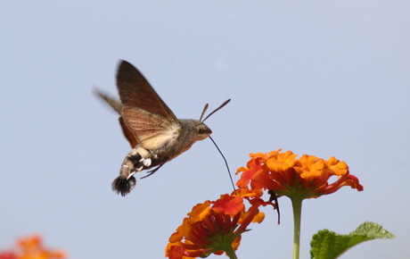 Kolibrievlinder in Portugal