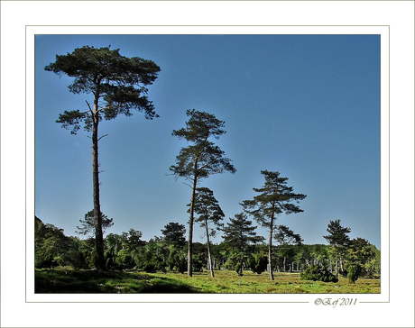 Veluwe?