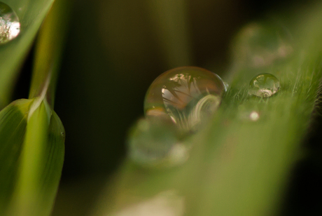 Natuurlijke spiegel op een grasspriet