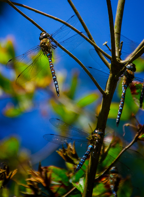 Hanging around