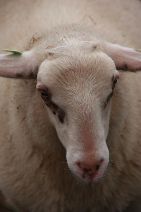 Portret Schaap