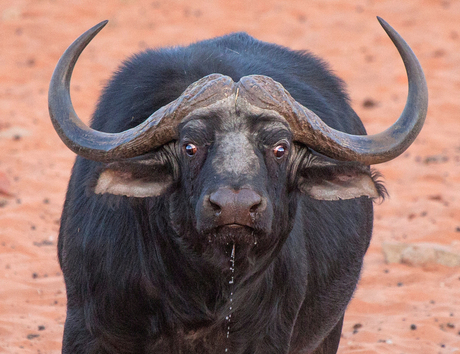 Thirsty Buffalo