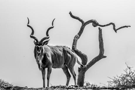De kudu oogt mooi op z'n plek