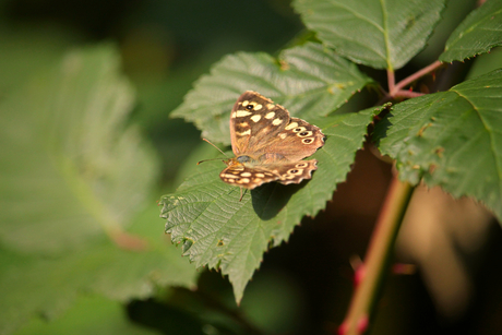 Bont zandoogje met vleugelschaduw