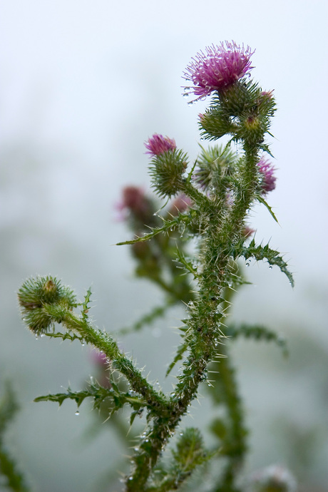 Distel