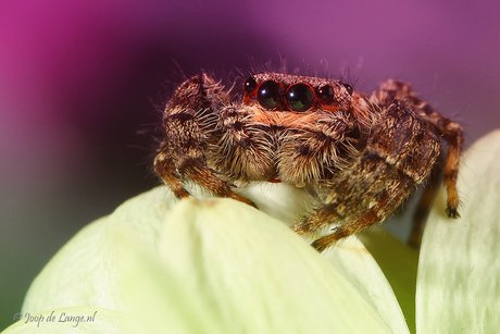 Springspinnetje ♀