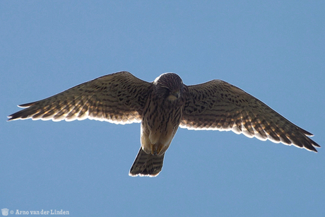 Torenvalk op Texel