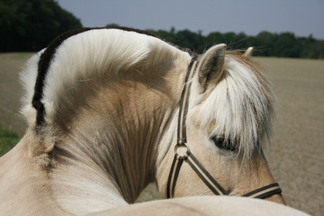 Fjordenpaard