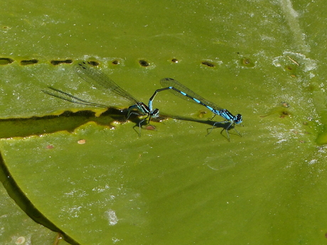 Variabele waterjuffer