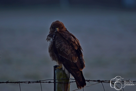 buizerd