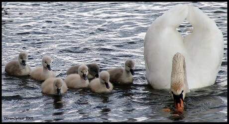 Water en brood