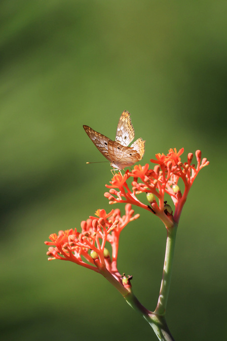 Cubaanse vlinder