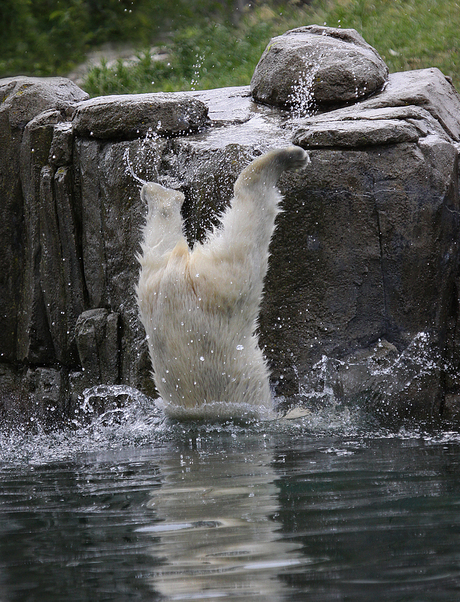 The competition diving.