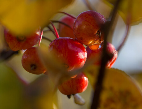 Appeltjes in de herfst