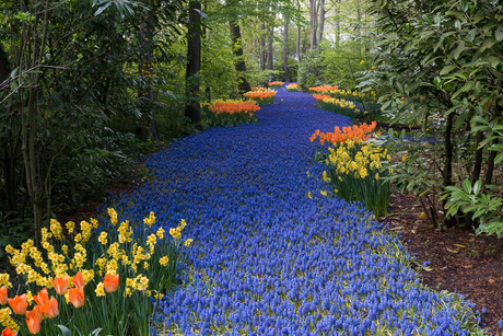 Keukenhof 65