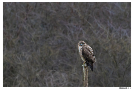 Buizerd