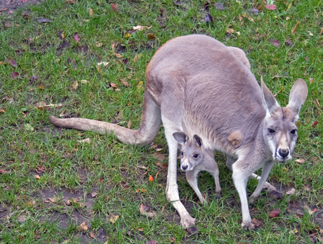 Kanga en Rhoo