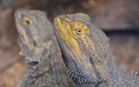 Baardagame (Pogona Vitticeps)