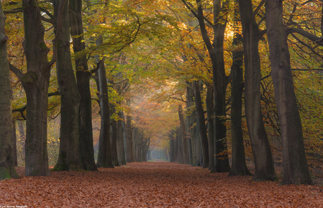 De Herfst in zijn kleur en pracht 2