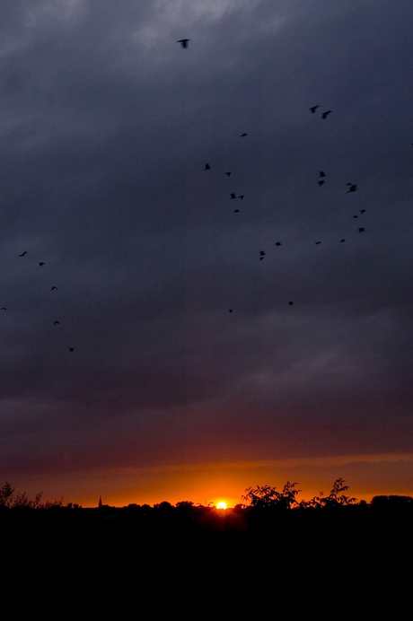 Zonsondergang met vogels