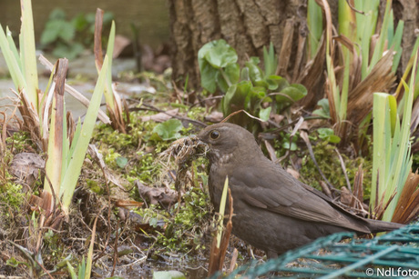 nestdrang