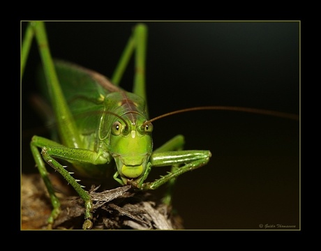 Groene sabelsprinkhaan