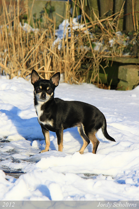 Chihuahua op het ijs