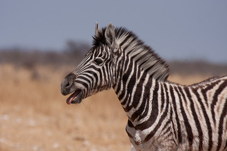 Zebra calling