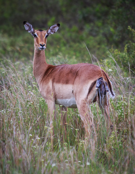 Springbok aan het bevallen