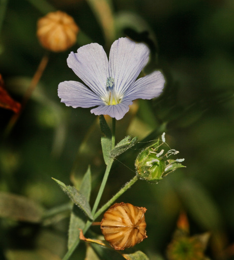 Vlas bloem en zaadbol