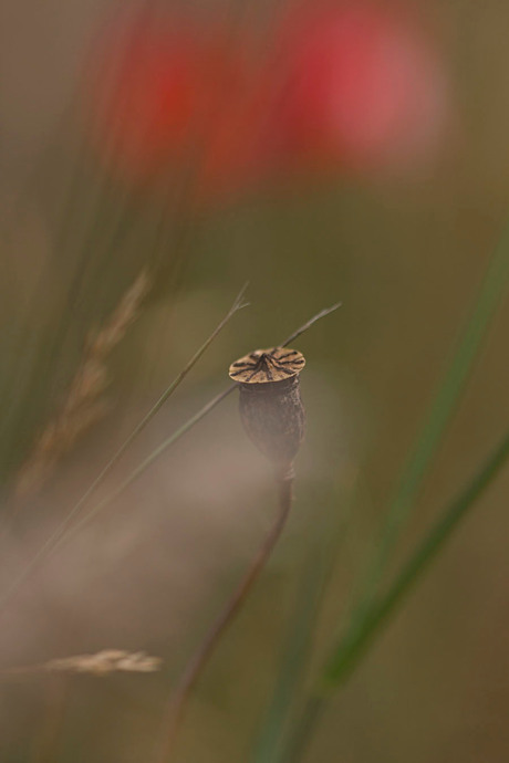 A Poppy's Story...