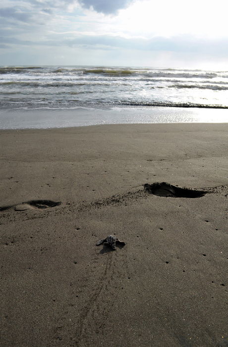 sprint naar de zee