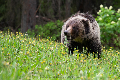 Grizzly in de vrije natuur in Canada