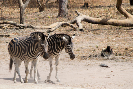 Zebra's op pad
