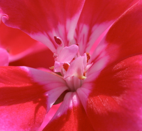 Hart van de Geranium