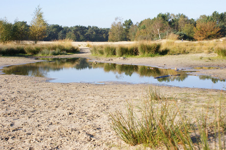 Herfst rond een duinven