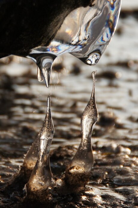 Hongerige vogeltjes