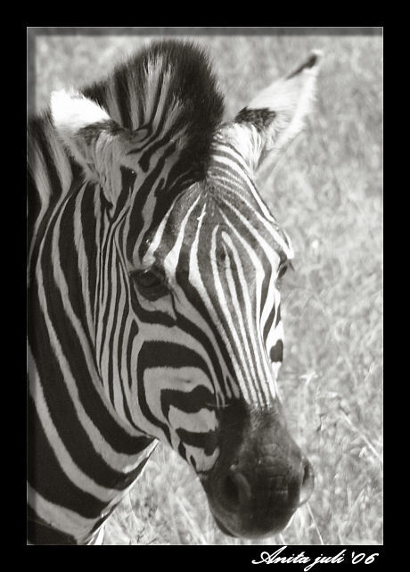 Zebra Kruger NP