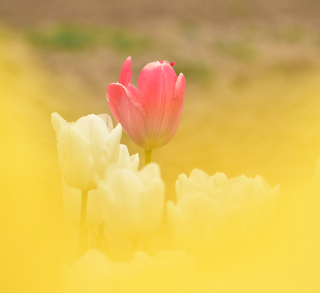 Tulpen