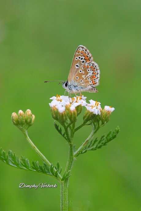 Bruin blauwtje 