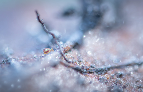 Glitter, glamour and snow?