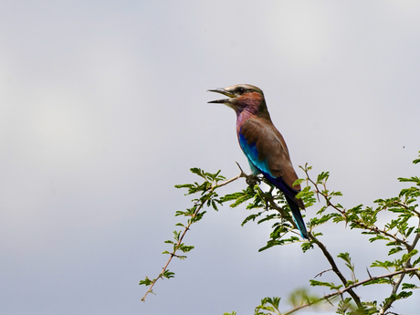 Lilac breasted roller