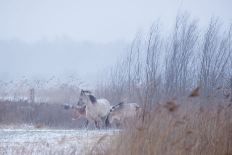Oostvaardersplassen