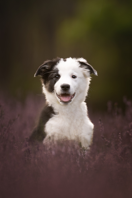 Happy dog happy life 