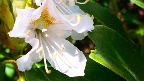 rododendron