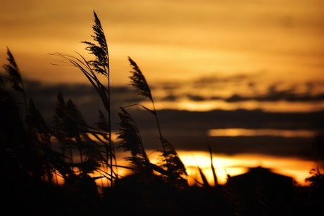 De natuur zegt Goedemorgen!